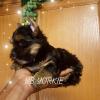 Puppies for sale Canada, Ontario, Hamilton Yorkshire Terrier