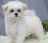 Puppies for sale Germany, Saarbruecken Maltese
