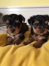 Puppies for sale Bulgaria, Dobrich Yorkshire Terrier