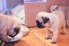 Puppies for sale USA, California Pug