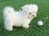 Puppies for sale United Kingdom, Bristol Maltese