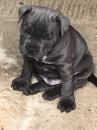 Puppies for sale Bulgaria, Pleven Staffordshire Bull Terrier