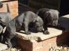Puppies for sale Russia, Archangel Staffordshire Bull Terrier