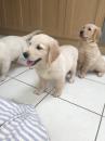 Puppies for sale Malta, Valletta Golden Retriever