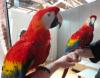 Veterinary Services USA, South Carolina parrots and fertile parrot eggs for sale (972) 843-1704