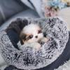 Puppies for sale Germany, Berlin Shih Tzu