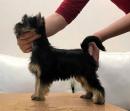 Продам щенка Украина, Полтава Йоркширский терьер