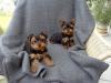 Puppies for sale USA, Illinois, Chicago Yorkshire Terrier
