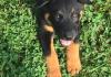 Puppies for sale Germany, Aihvald Other breed, Beauceron