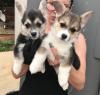 Puppies for sale Germany, Cologne Other breed, Pembroke Welsh Corgi
