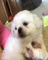 Puppies for sale Germany, Chemnitz Pekinese