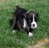 Puppies for sale Germany, Frankfurt Boxer