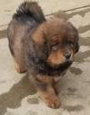 Puppies for sale Germany, Karlstadt Tibetan Mastiff