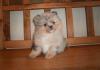 Puppies for sale Germany, Dortmund Pomeranian Spitz