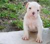 Puppies for sale Germany, Berlin American Bulldog