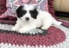Puppies for sale Germany, Wiesbaden Mixed breed, Havamalt