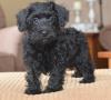 Puppies for sale Germany, Gelsenkirchen Mixed breed, Schnoodle