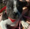 Puppies for sale Germany, Cottbus American Pit-Bull Terrier