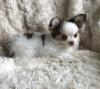 Puppies for sale Germany, Karlstadt Chihuahua