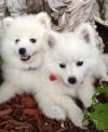 Puppies for sale Germany, Bochum Eskimo dog