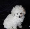 Puppies for sale Germany, Kayzerslauten Other breed, Toy Poodle