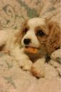 Puppies for sale Germany, Mainz Mixed breed, Cockalier