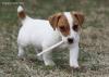 Puppies for sale Germany, Wuppertal Jack Russell Terrier