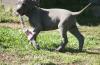 Puppies for sale Germany, Weimar Other breed, Great Dane