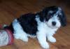 Puppies for sale Germany, Wismar Havanese