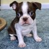 Puppies for sale Germany, Essen Boston Terrier