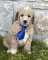 Puppies for sale Germany, Karlsruhe Other breed, Standard Poodle