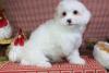 Puppies for sale Germany, Oranienburg Other breed, Coton de Tulear