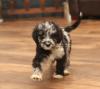 Puppies for sale Germany, Bonn Mixed breed, Aussiedoodle