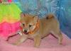 Puppies for sale Germany, Gera Other breed, Shiba Inu