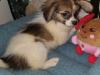 Puppies for sale Germany, Braunschweig Papillon and Phalene