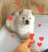Puppies for sale Germany, Magdeburg Chow Chow
