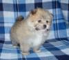 Puppies for sale Germany, Dessau Mixed breed, Pomapoo