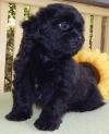 Puppies for sale Germany, Bremen Mixed breed, Peek A Poo