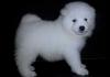 Puppies for sale Germany, Freiburg Samoyed dog (Samoyed)