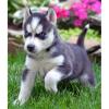 Puppies for sale Germany, Gelsenkirchen Other breed