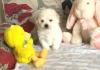 Puppies for sale Germany, Dusseldorf Other breed, Bolongese