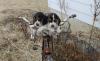 Puppies for sale Germany, Cottbus Beagle