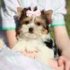 Puppies for sale Germany, Duisburg Other breed, Biewer