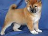 Puppies for sale Germany, Freiburg Other breed