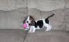 Puppies for sale Germany, Cologne Basset Hound