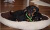 Puppies for sale Germany, Saarbruecken Dachshund