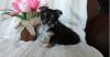 Puppies for sale Germany, Magdeburg Mixed breed, Chorkie
