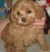 Puppies for sale Germany, Nuremberg Mixed breed, Cockapoo