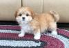 Puppies for sale Germany, Aachen Lhasa Apso