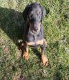 Puppies for sale Germany, Solingen Doberman